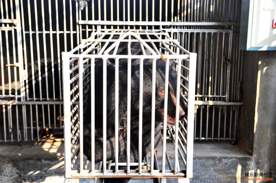 活熊取胆熊很舒服相关图片